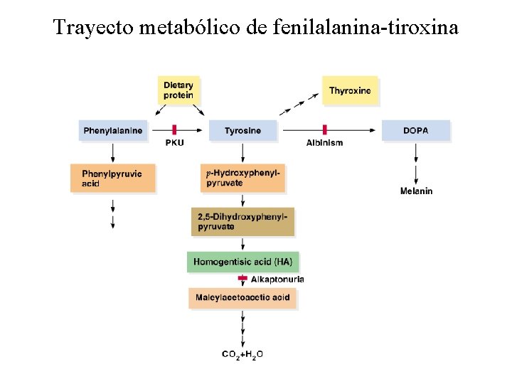 Trayecto metabólico de fenilalanina-tiroxina 