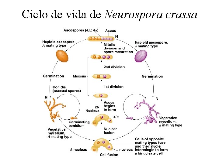Ciclo de vida de Neurospora crassa 