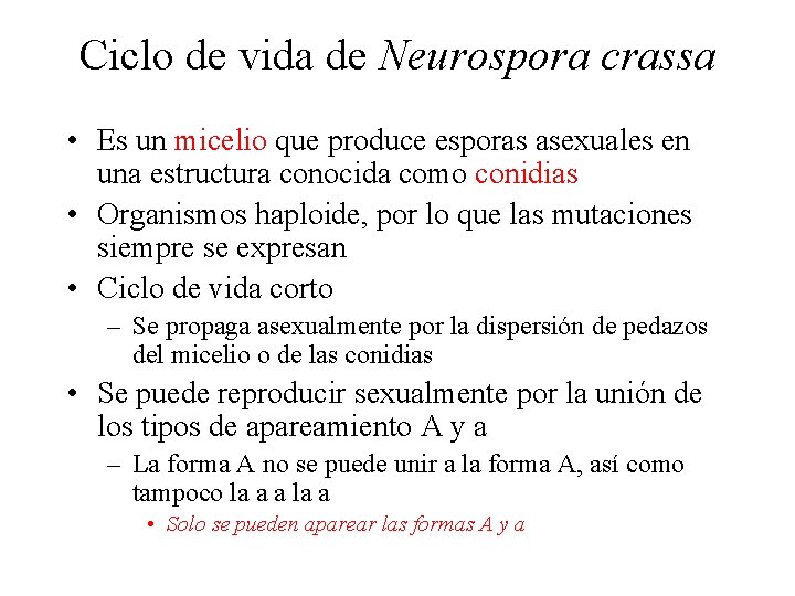 Ciclo de vida de Neurospora crassa • Es un micelio que produce esporas asexuales