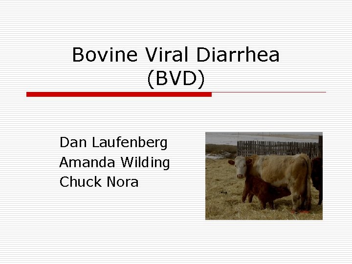 Bovine Viral Diarrhea (BVD) Dan Laufenberg Amanda Wilding Chuck Nora 