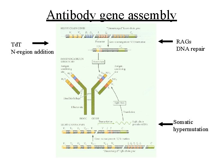 Antibody gene assembly Td. T N-region addition RAGs DNA repair Somatic hypermutation Antibody gene assembly Td. T N-region addition RAGs DNA repair Somatic hypermutation