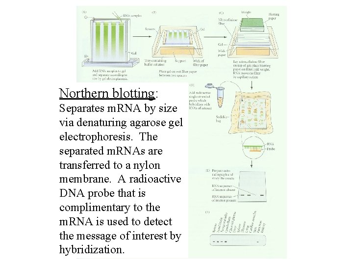 Northern blotting: Separates m. RNA by size via denaturing agarose gel electrophoresis. The separated Northern blotting: Separates m. RNA by size via denaturing agarose gel electrophoresis. The separated