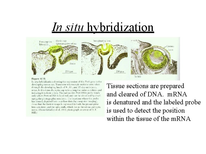 In situ hybridization Tissue sections are prepared and cleared of DNA. m. RNA is In situ hybridization Tissue sections are prepared and cleared of DNA. m. RNA is