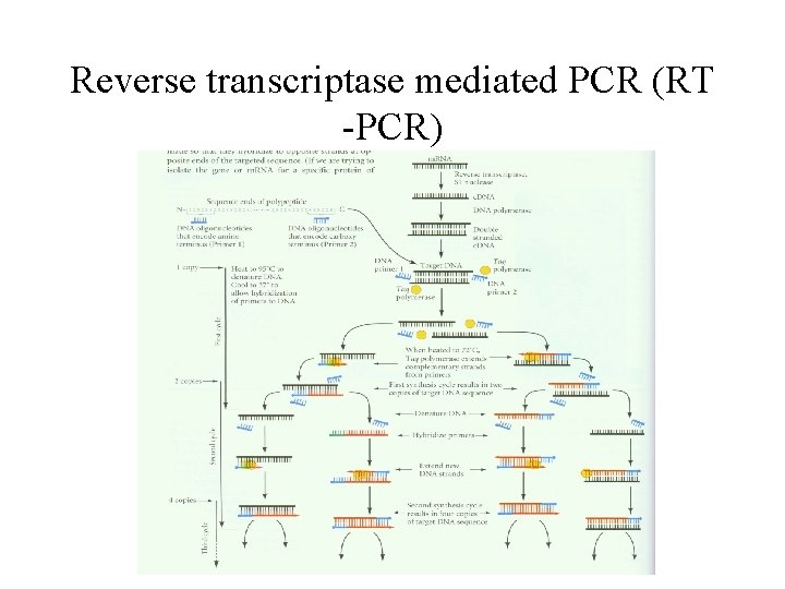Reverse transcriptase mediated PCR (RT -PCR) Reverse transcriptase mediated PCR (RT -PCR)