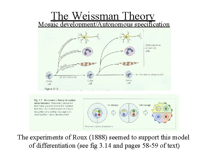 The Weissman Theory Mosaic development/Autonomous specification The experiments of Roux (1888) seemed to support The Weissman Theory Mosaic development/Autonomous specification The experiments of Roux (1888) seemed to support