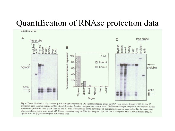 Quantification of RNAse protection data Quantification of RNAse protection data