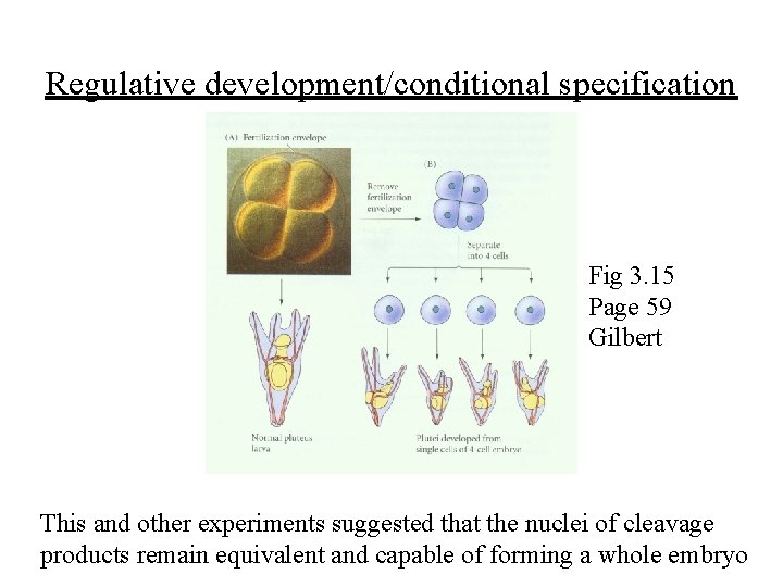 Regulative development/conditional specification Fig 3. 15 Page 59 Gilbert This and other experiments suggested Regulative development/conditional specification Fig 3. 15 Page 59 Gilbert This and other experiments suggested