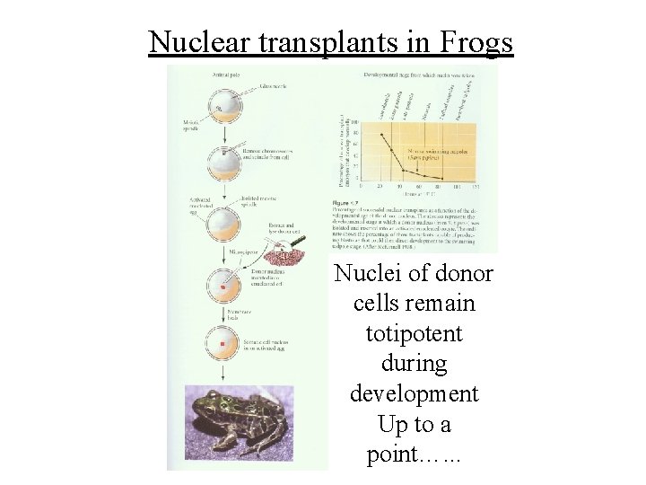 Nuclear transplants in Frogs Nuclei of donor cells remain totipotent during development Up to Nuclear transplants in Frogs Nuclei of donor cells remain totipotent during development Up to