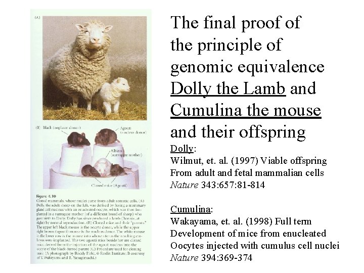 The final proof of the principle of genomic equivalence Dolly the Lamb and Cumulina The final proof of the principle of genomic equivalence Dolly the Lamb and Cumulina