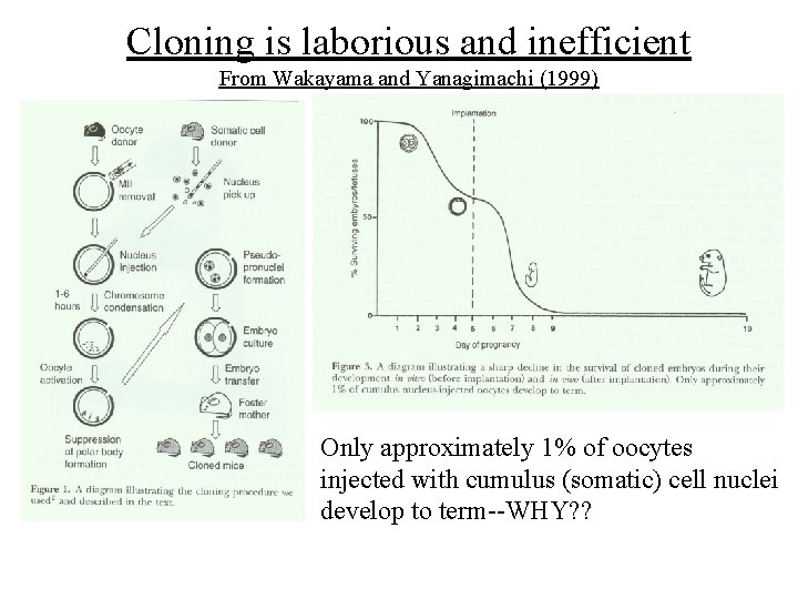 Cloning is laborious and inefficient From Wakayama and Yanagimachi (1999) Only approximately 1% of Cloning is laborious and inefficient From Wakayama and Yanagimachi (1999) Only approximately 1% of