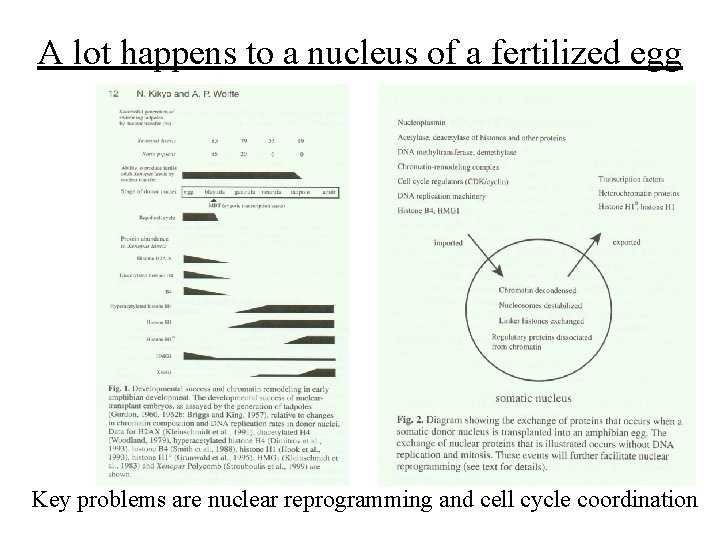 A lot happens to a nucleus of a fertilized egg Key problems are nuclear A lot happens to a nucleus of a fertilized egg Key problems are nuclear