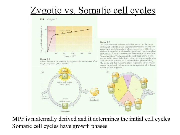 Zygotic vs. Somatic cell cycles MPF is maternally derived and it determines the initial Zygotic vs. Somatic cell cycles MPF is maternally derived and it determines the initial