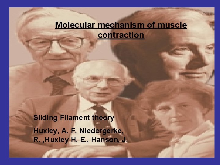 Molecular mechanism of muscle contraction Sliding Filament theory Huxley, A. F. Niedergerke, R. ,