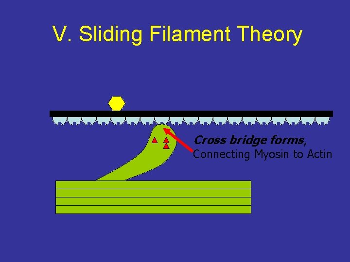 V. Sliding Filament Theory Cross bridge forms, Connecting Myosin to Actin 