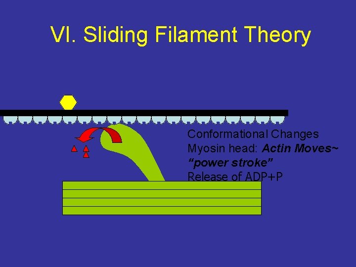 VI. Sliding Filament Theory Conformational Changes Myosin head: Actin Moves~ “power stroke” Release of