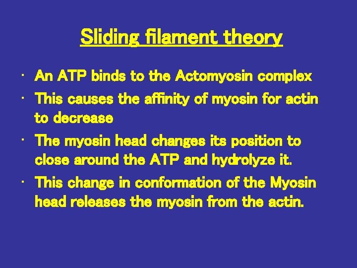 Sliding filament theory • An ATP binds to the Actomyosin complex • This causes