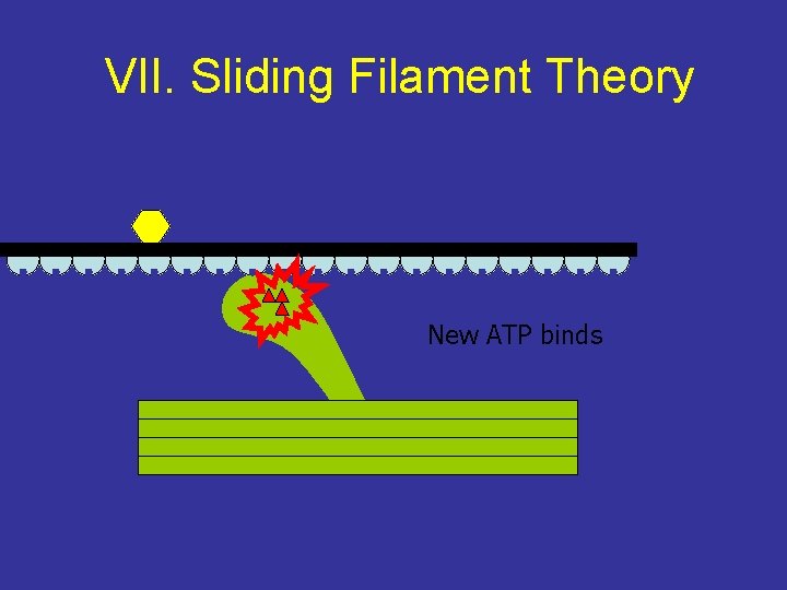 VII. Sliding Filament Theory New ATP binds 