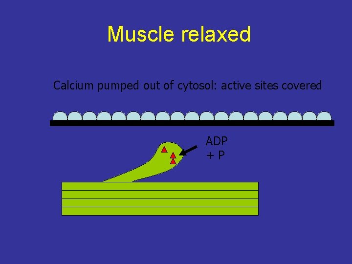 Muscle relaxed Calcium pumped out of cytosol: active sites covered ADP +P 