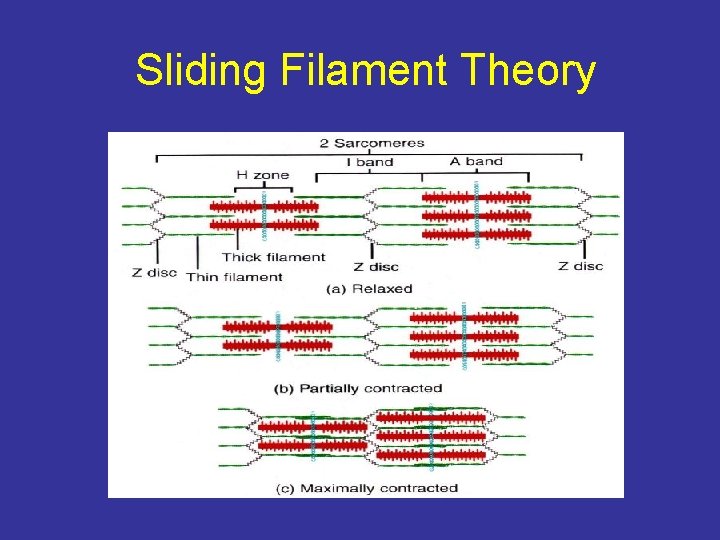 Sliding Filament Theory 