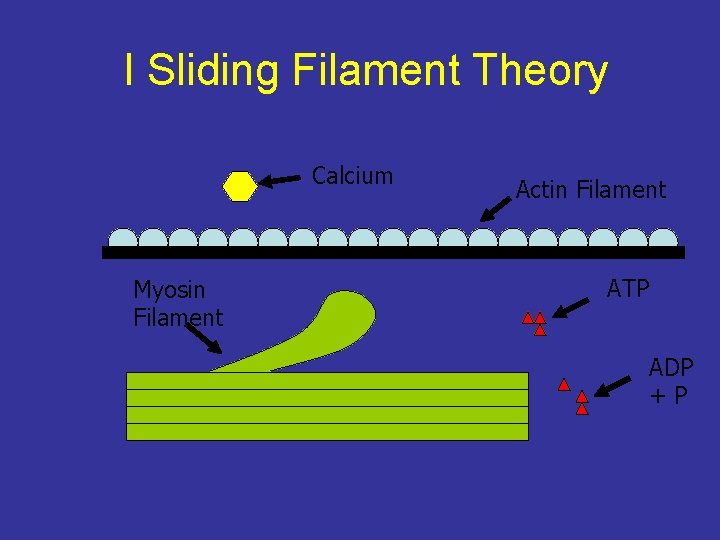 I Sliding Filament Theory Calcium Myosin Filament Actin Filament ATP ADP +P 