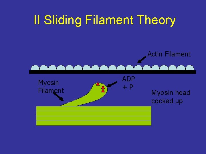 II Sliding Filament Theory Actin Filament Myosin Filament ADP +P Myosin head cocked up