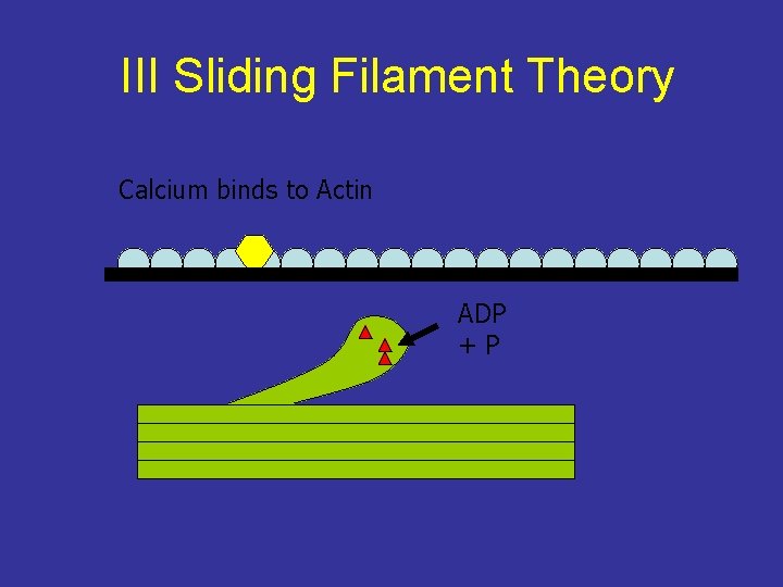 III Sliding Filament Theory Calcium binds to Actin ADP +P 