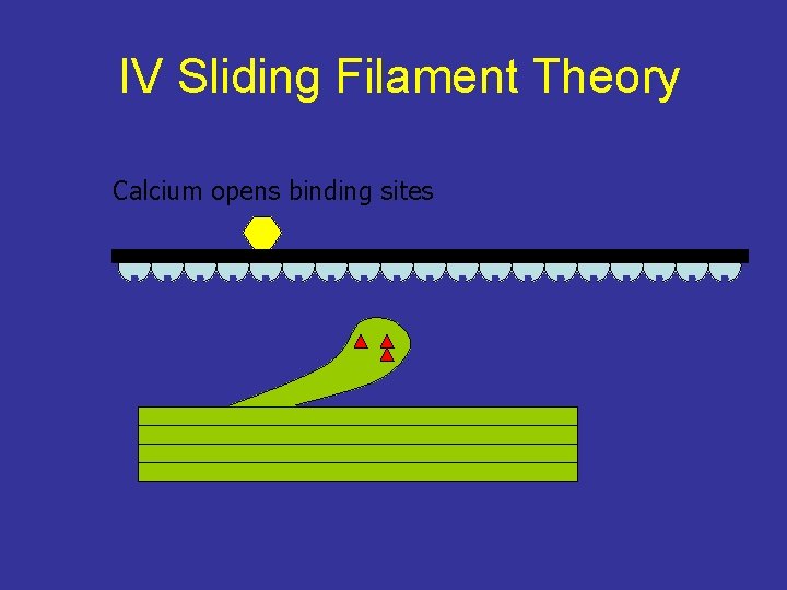 IV Sliding Filament Theory Calcium opens binding sites 