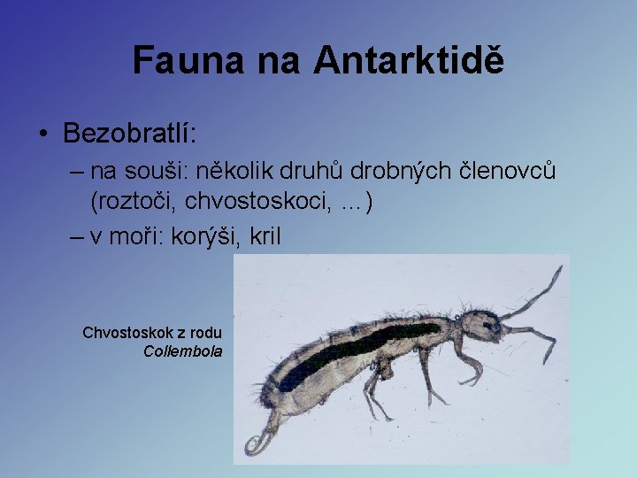 Fauna na Antarktidě • Bezobratlí: – na souši: několik druhů drobných členovců (roztoči, chvostoskoci, Fauna na Antarktidě • Bezobratlí: – na souši: několik druhů drobných členovců (roztoči, chvostoskoci,