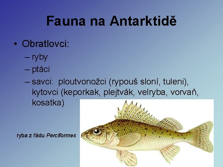 Fauna na Antarktidě • Obratlovci: – ryby – ptáci – savci: ploutvonožci (rypouš sloní, Fauna na Antarktidě • Obratlovci: – ryby – ptáci – savci: ploutvonožci (rypouš sloní,