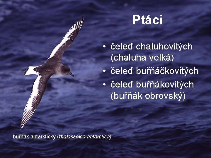 Ptáci • čeleď chaluhovitých (chaluha velká) • čeleď buřňáčkovitých • čeleď buřňákovitých (buřňák obrovský) Ptáci • čeleď chaluhovitých (chaluha velká) • čeleď buřňáčkovitých • čeleď buřňákovitých (buřňák obrovský)
