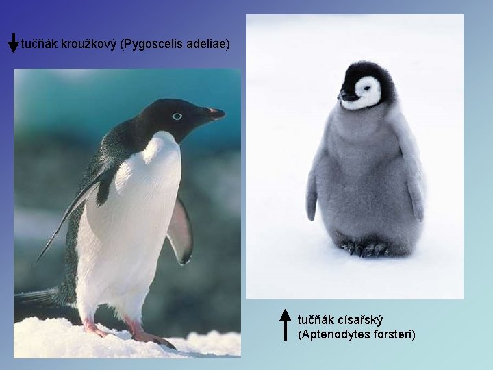 tučňák kroužkový (Pygoscelis adeliae) tučňák císařský (Aptenodytes forsteri) tučňák kroužkový (Pygoscelis adeliae) tučňák císařský (Aptenodytes forsteri)