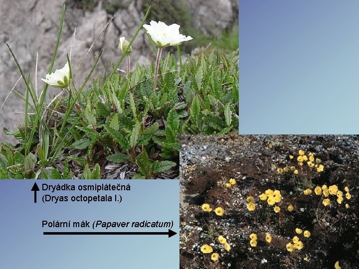 Dryádka osmiplátečná (Dryas octopetala l. ) Polární mák (Papaver radicatum) Dryádka osmiplátečná (Dryas octopetala l. ) Polární mák (Papaver radicatum)