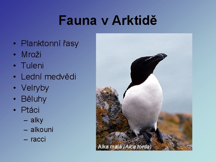 Fauna v Arktidě • • Planktonní řasy Mroži Tuleni Lední medvědi Velryby Běluhy Ptáci Fauna v Arktidě • • Planktonní řasy Mroži Tuleni Lední medvědi Velryby Běluhy Ptáci