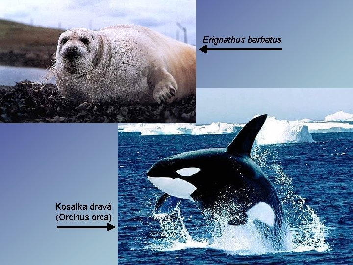 Erignathus barbatus Kosatka dravá (Orcinus orca) Erignathus barbatus Kosatka dravá (Orcinus orca)