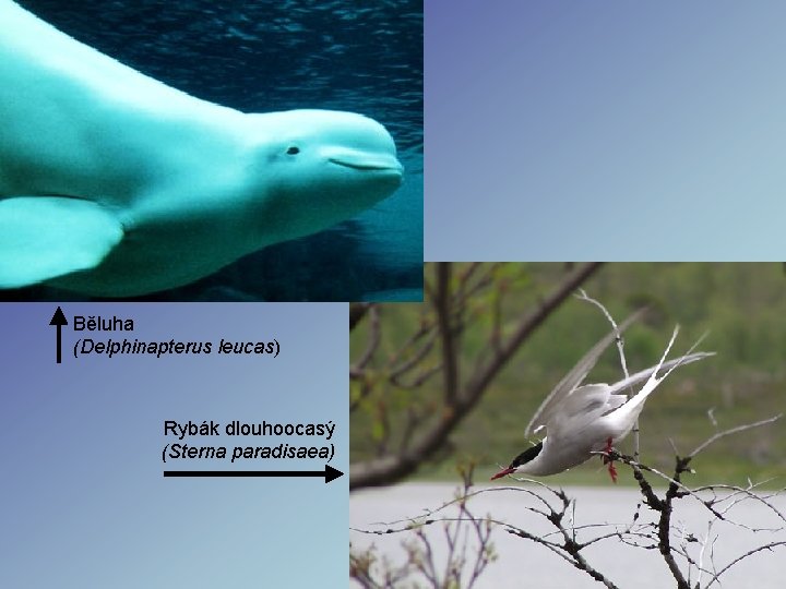 Běluha (Delphinapterus leucas) Rybák dlouhoocasý (Sterna paradisaea) Běluha (Delphinapterus leucas) Rybák dlouhoocasý (Sterna paradisaea)