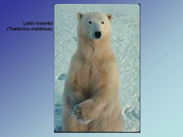 Lední medvěd (Thalarctos maritimus) Lední medvěd (Thalarctos maritimus)