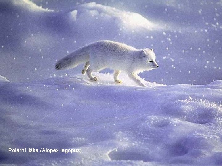 Polární liška (Alopex lagopus) Polární liška (Alopex lagopus)