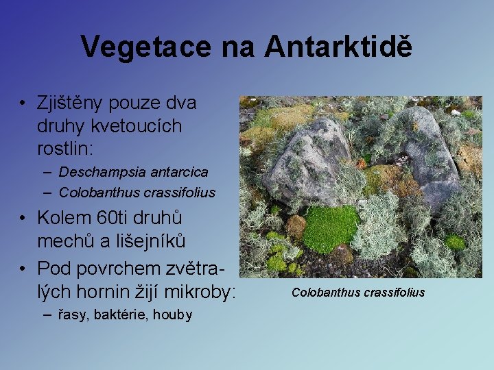 Vegetace na Antarktidě • Zjištěny pouze dva druhy kvetoucích rostlin: – Deschampsia antarcica – Vegetace na Antarktidě • Zjištěny pouze dva druhy kvetoucích rostlin: – Deschampsia antarcica –
