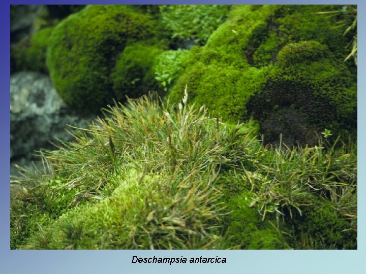 Deschampsia antarcica Deschampsia antarcica