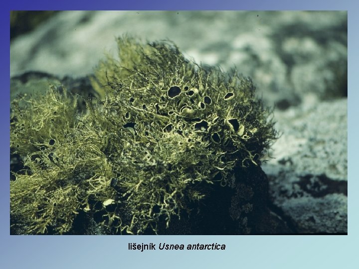 lišejník Usnea antarctica lišejník Usnea antarctica