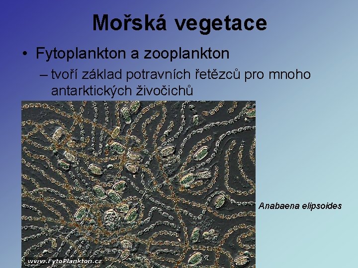 Mořská vegetace • Fytoplankton a zooplankton – tvoří základ potravních řetězců pro mnoho antarktických Mořská vegetace • Fytoplankton a zooplankton – tvoří základ potravních řetězců pro mnoho antarktických