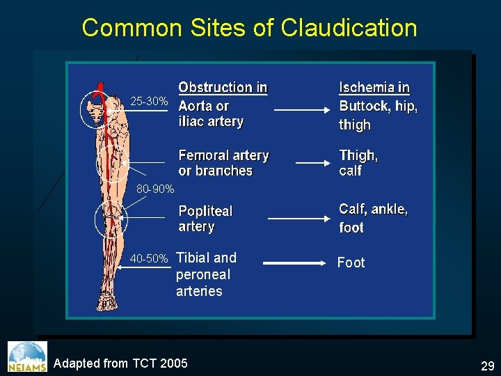 Common Sites of Claudication 25 -30% 80 -90% 40 -50% Tibial and peroneal arteries