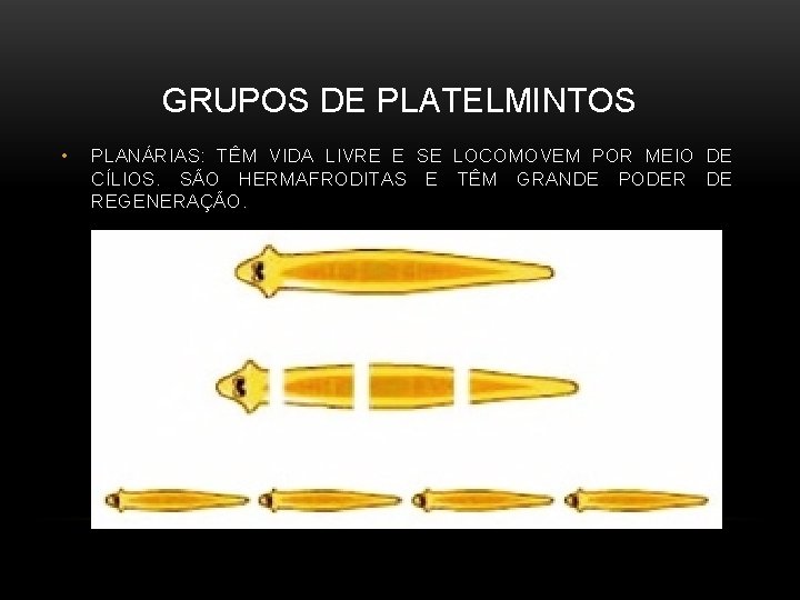 GRUPOS DE PLATELMINTOS • PLANÁRIAS: TÊM VIDA LIVRE E SE LOCOMOVEM POR MEIO DE