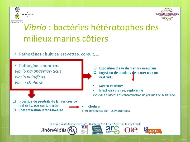 Vibrio : bactéries hétérotophes des milieux marins côtiers • Pathogènes : huîtres, crevettes, coraux,