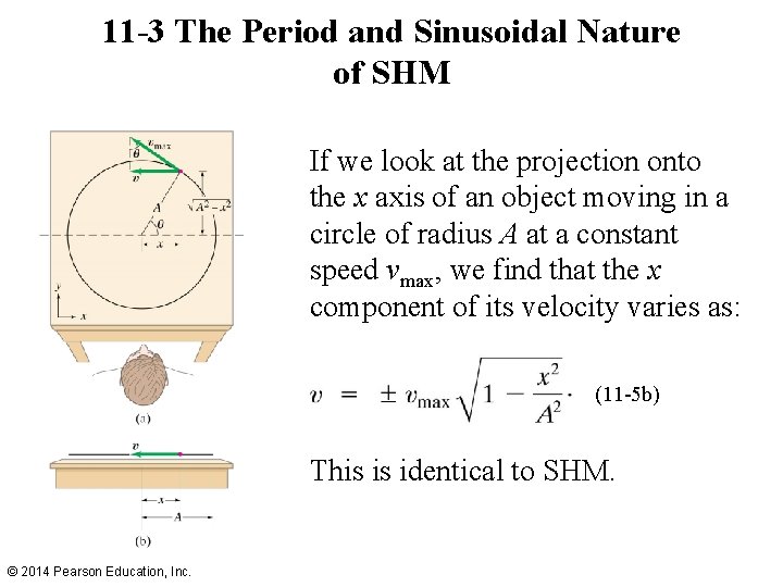 11 -3 The Period and Sinusoidal Nature of SHM If we look at the