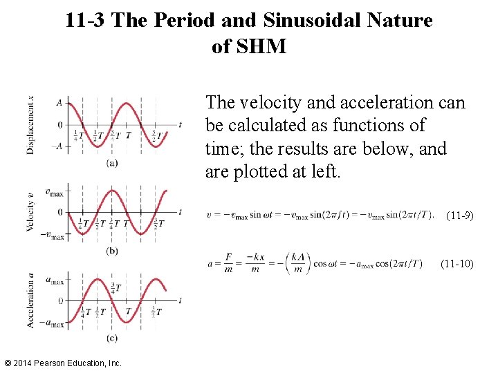 11 -3 The Period and Sinusoidal Nature of SHM The velocity and acceleration can