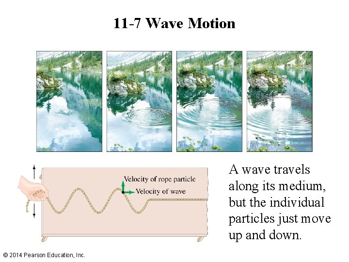 11 -7 Wave Motion A wave travels along its medium, but the individual particles