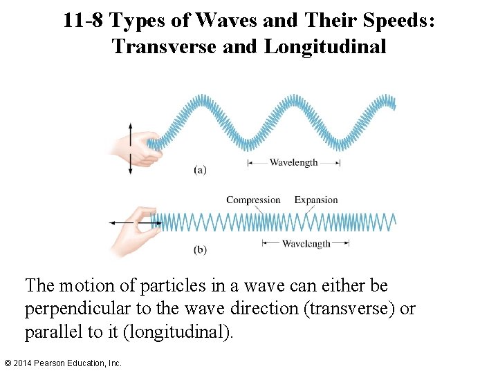 11 -8 Types of Waves and Their Speeds: Transverse and Longitudinal The motion of