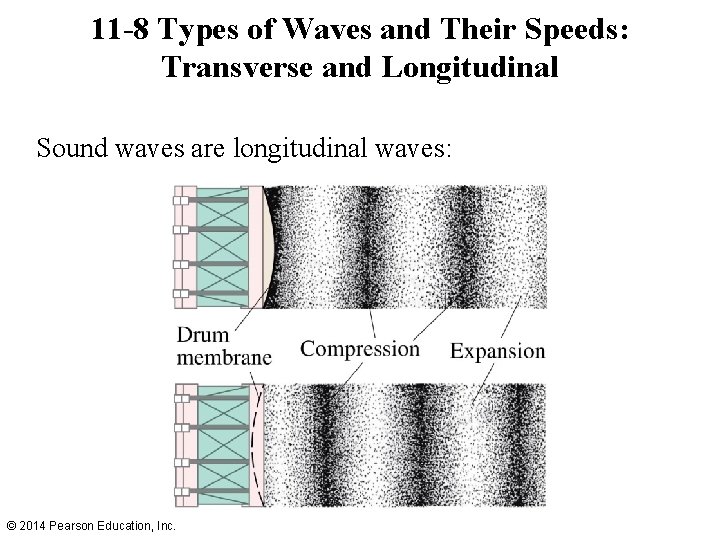 11 -8 Types of Waves and Their Speeds: Transverse and Longitudinal Sound waves are