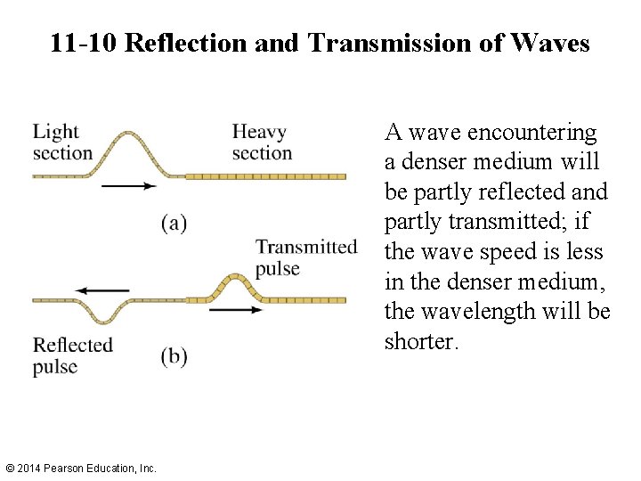 11 -10 Reflection and Transmission of Waves A wave encountering a denser medium will
